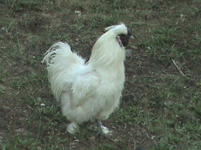 [JAPANSKA+SVILENA+JOJOÅ]