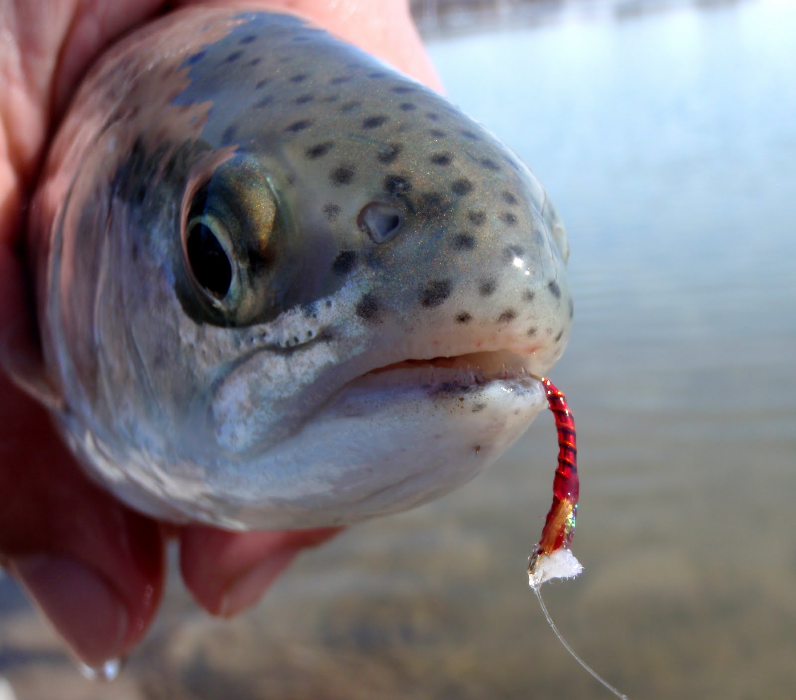 Colorado Fly Fishing Reports McCall Lake (Lyons, Colorado)