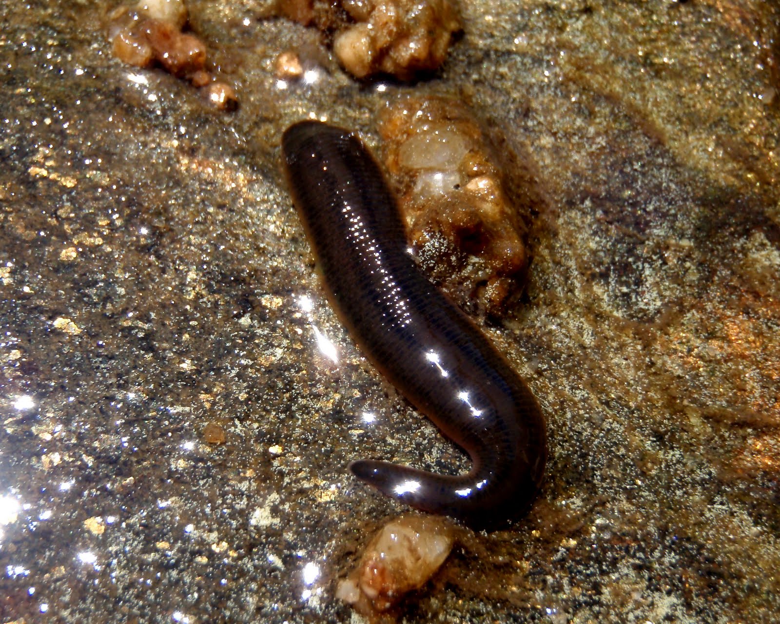 Colorado Fly Fishing Reports Leeches, baby!