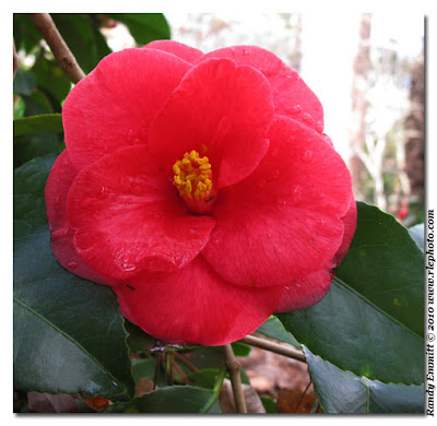 Randy & Meg&rsquo;s Garden Paradise: Duke Gardens Camellias