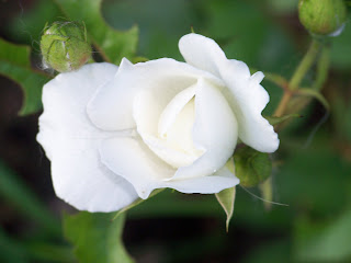 https://2.bp.blogspot.com/_oLv7uleDV6c/SnL3dfBEVKI/AAAAAAAAAAk/5Bas7XJo9vY/s320/100_5780.JPG