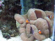 Our Clowns In our Anemone