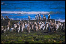 Pingüinera en Chubut
