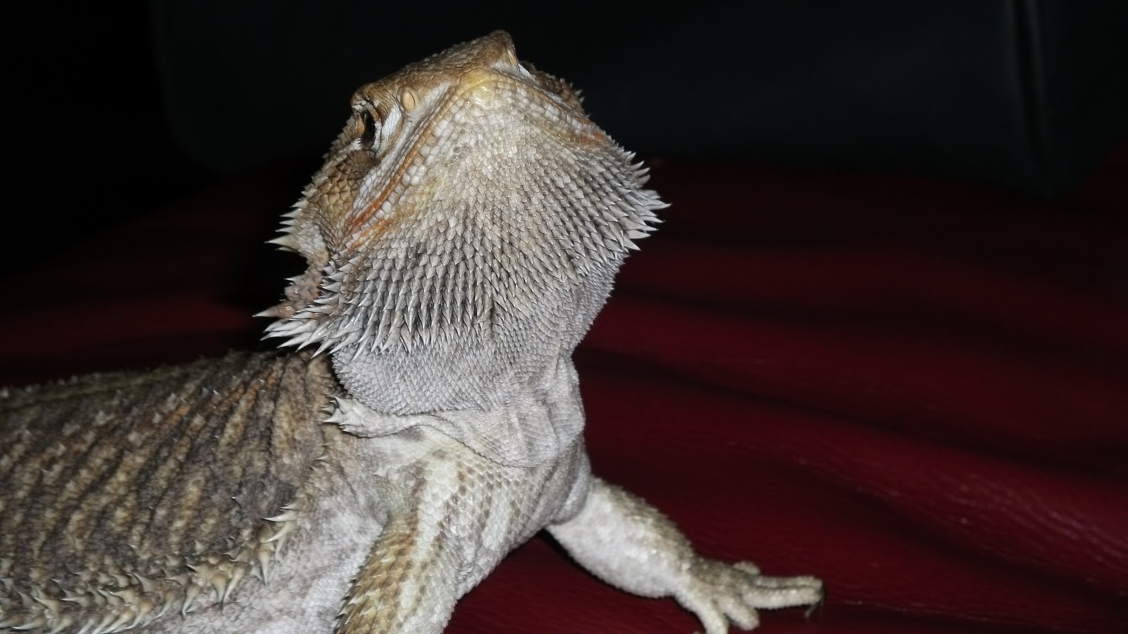 Best Bearded Dragon Greens The Bearded Dragon Blog