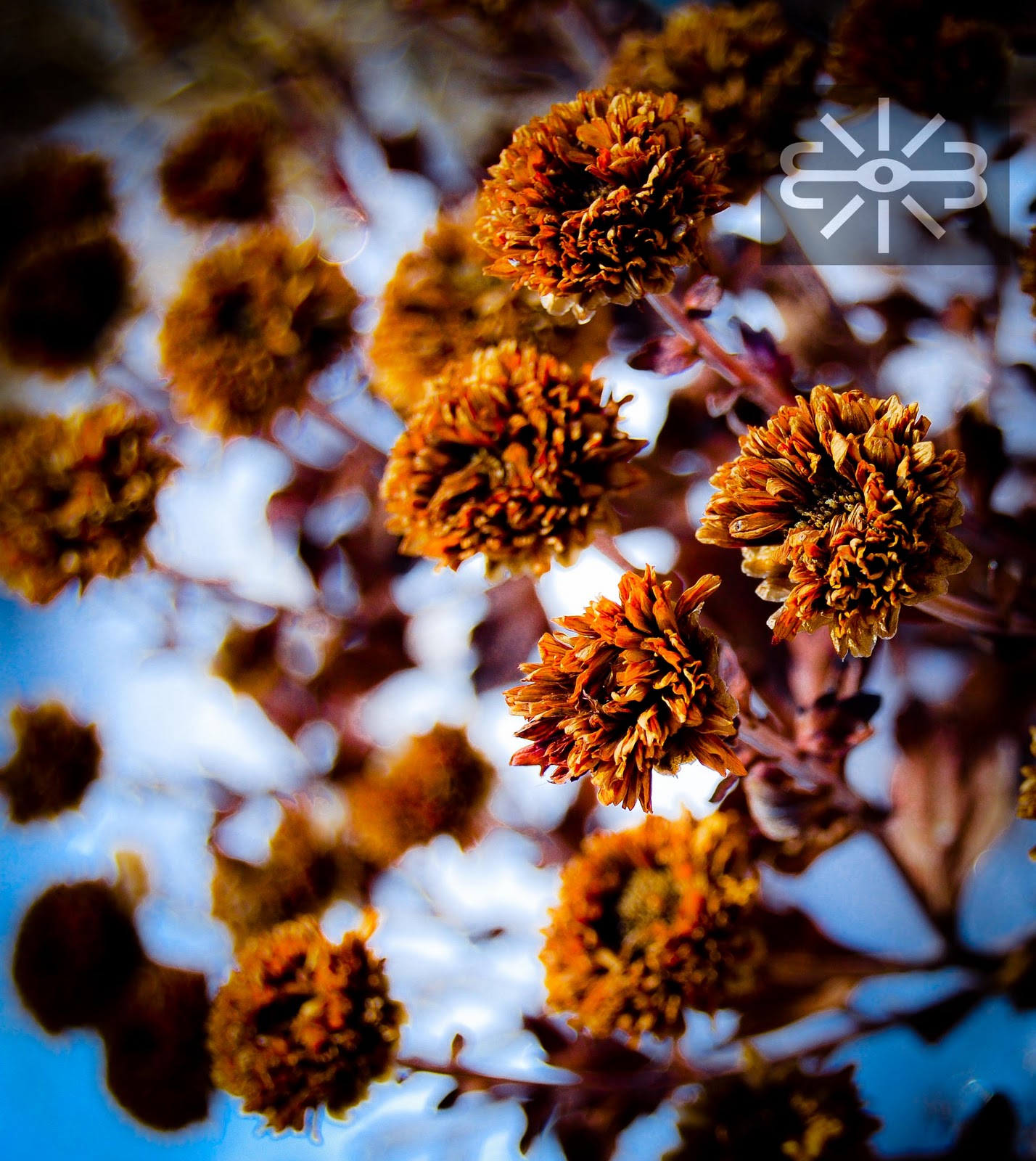Cottage Industrious Brown Flowers