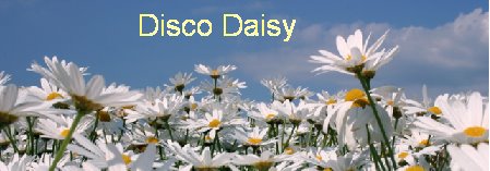 disco daisy