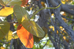 Sea Grapes' New Leaves