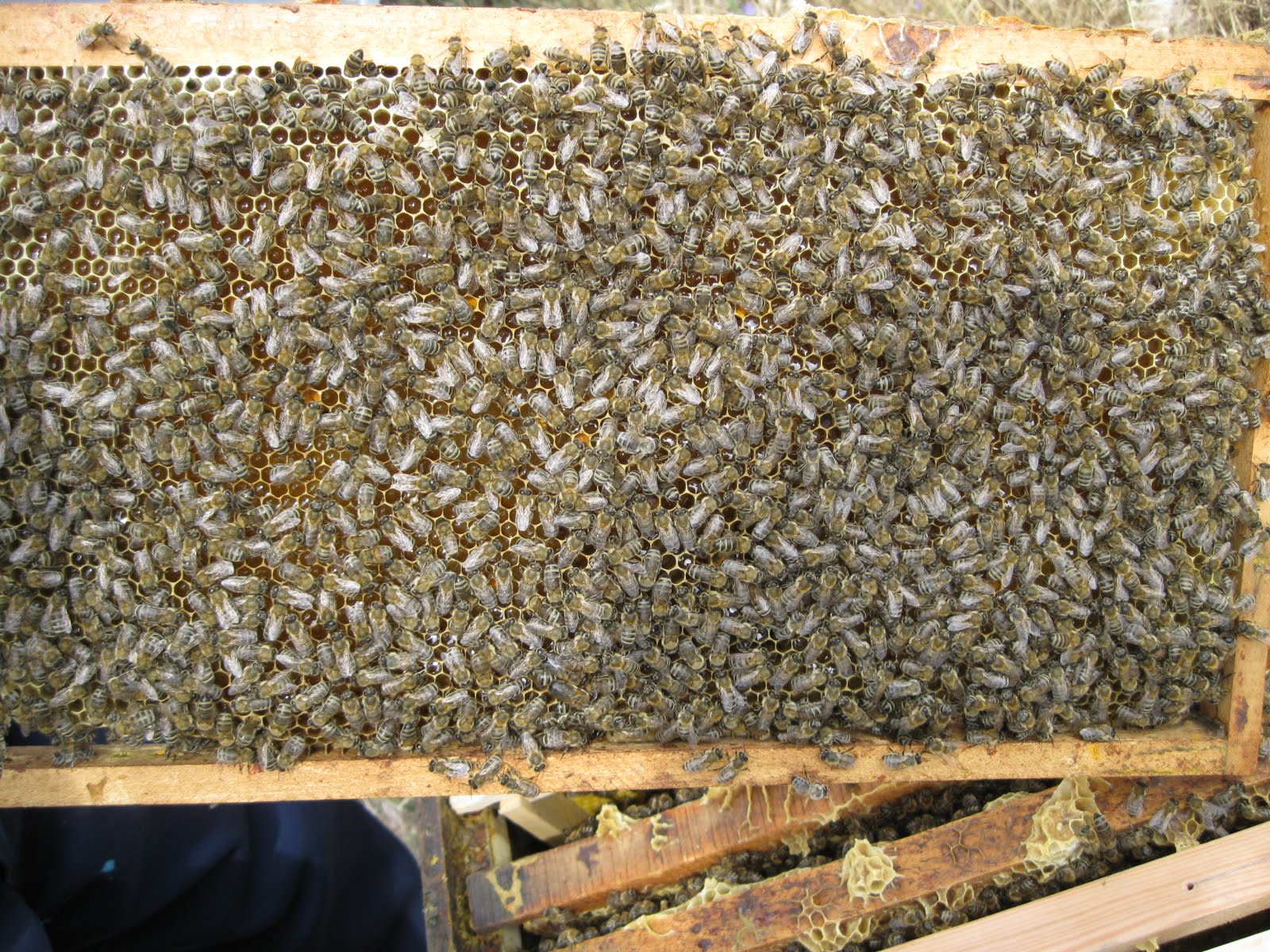 ARICI ALİ TÜRK VE ARICILIK BİLGİLERİ 6/6/2010 KESTANE