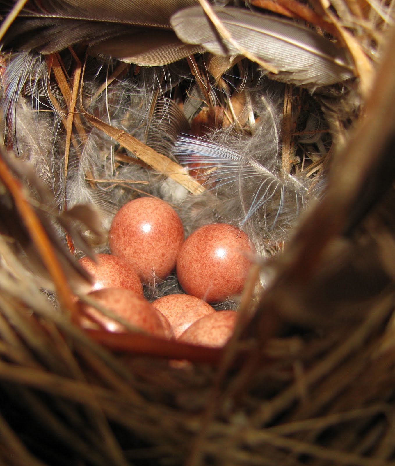 house wren eggs house wren eggs