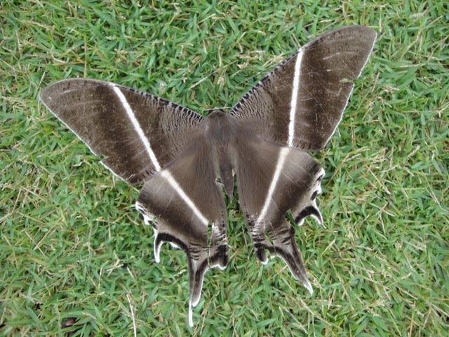 PUSAT ANAK PERMATA NEGARA JELI, KELANTAN: Aktiviti PERMATA: Kenali Rama ...