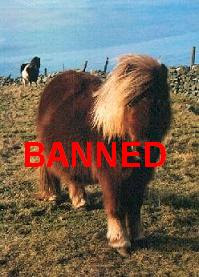 Nanny Bans Ponies