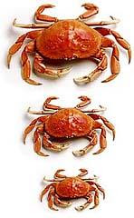 The Dangers of Crabs