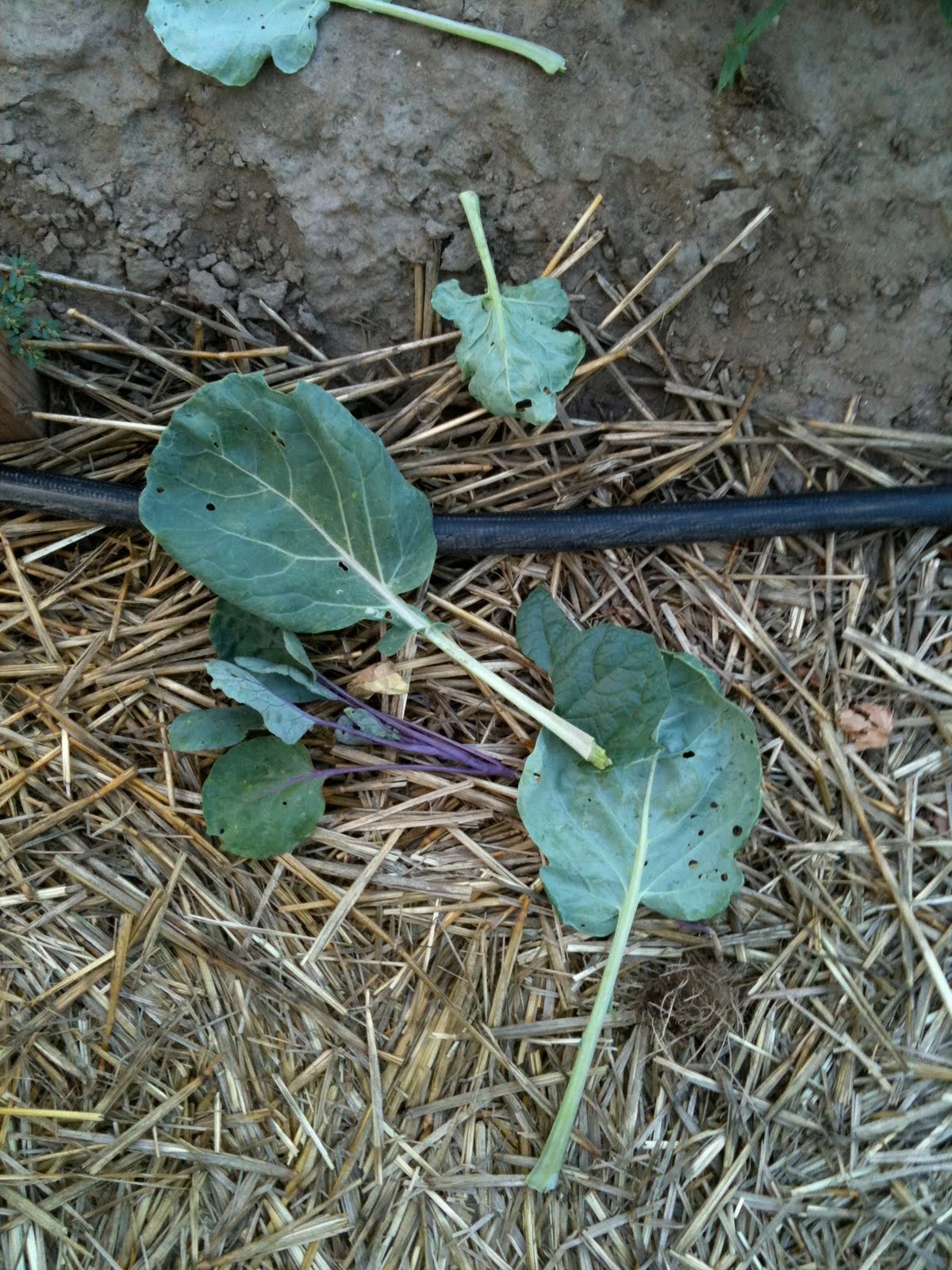 Confluence Farm Evidence of a garden intruder