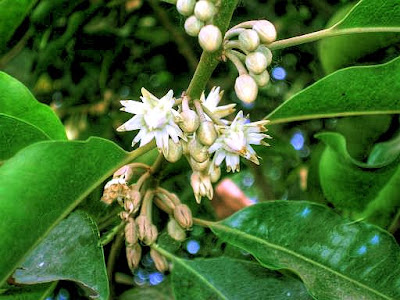 WARNA-WARNI KEHIDUPAN: KHASIAT POKOK BUNGA TANJUNG