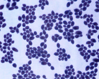 Amazing Candida In Stool Culture in the world Check it out now | stoolz