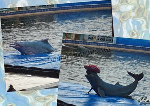 Simma med delfiner i Chantaburi