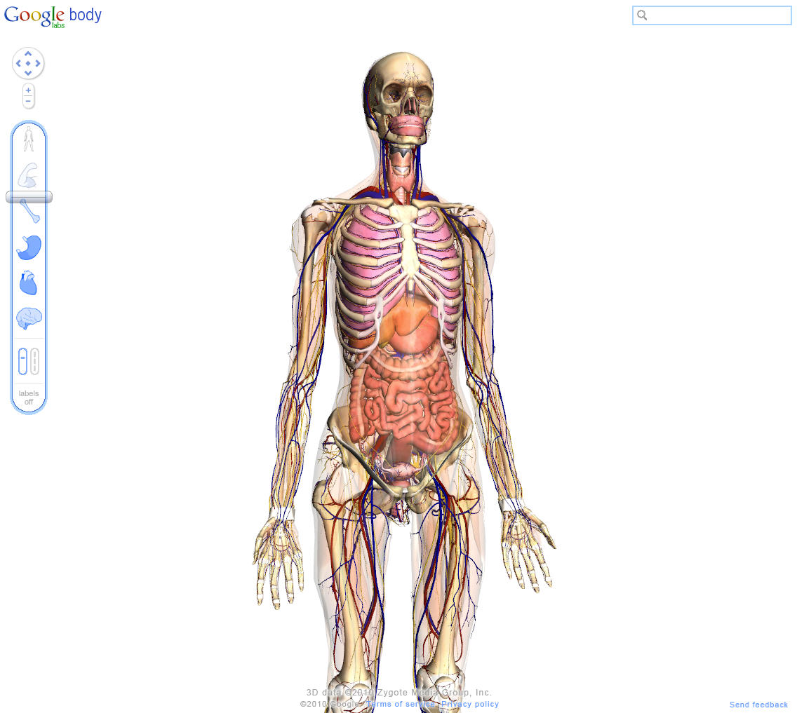 Landkartenblog Google Body Zeigt Den Menschlichen Korper Bis Ins Detail