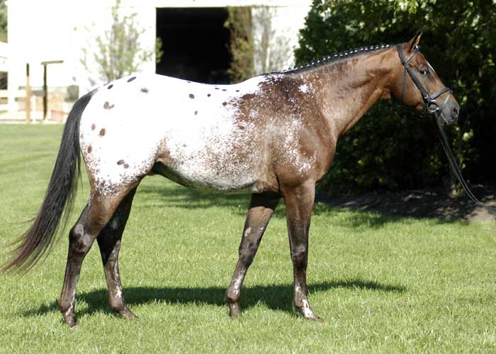 What Size Is A Cob Size Bridle What Size Is A Cob Size Bridle