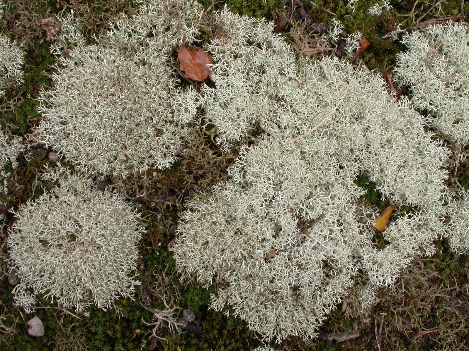 The Lyons Share: Teaching myself terrestrial shrubby lichens