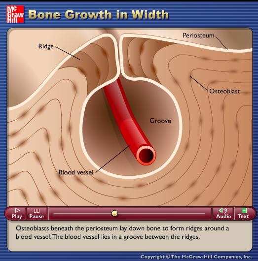 P bone. Atrophy physiologic'.