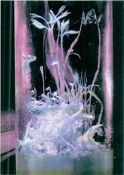 Dal "callus" è nata ora una pianta completa, in tutto simile a quella della cellula originaria