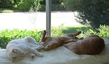 My CEO, CFO and private banker working hard in my office (Sweet Pea, Hopper & Rusty)