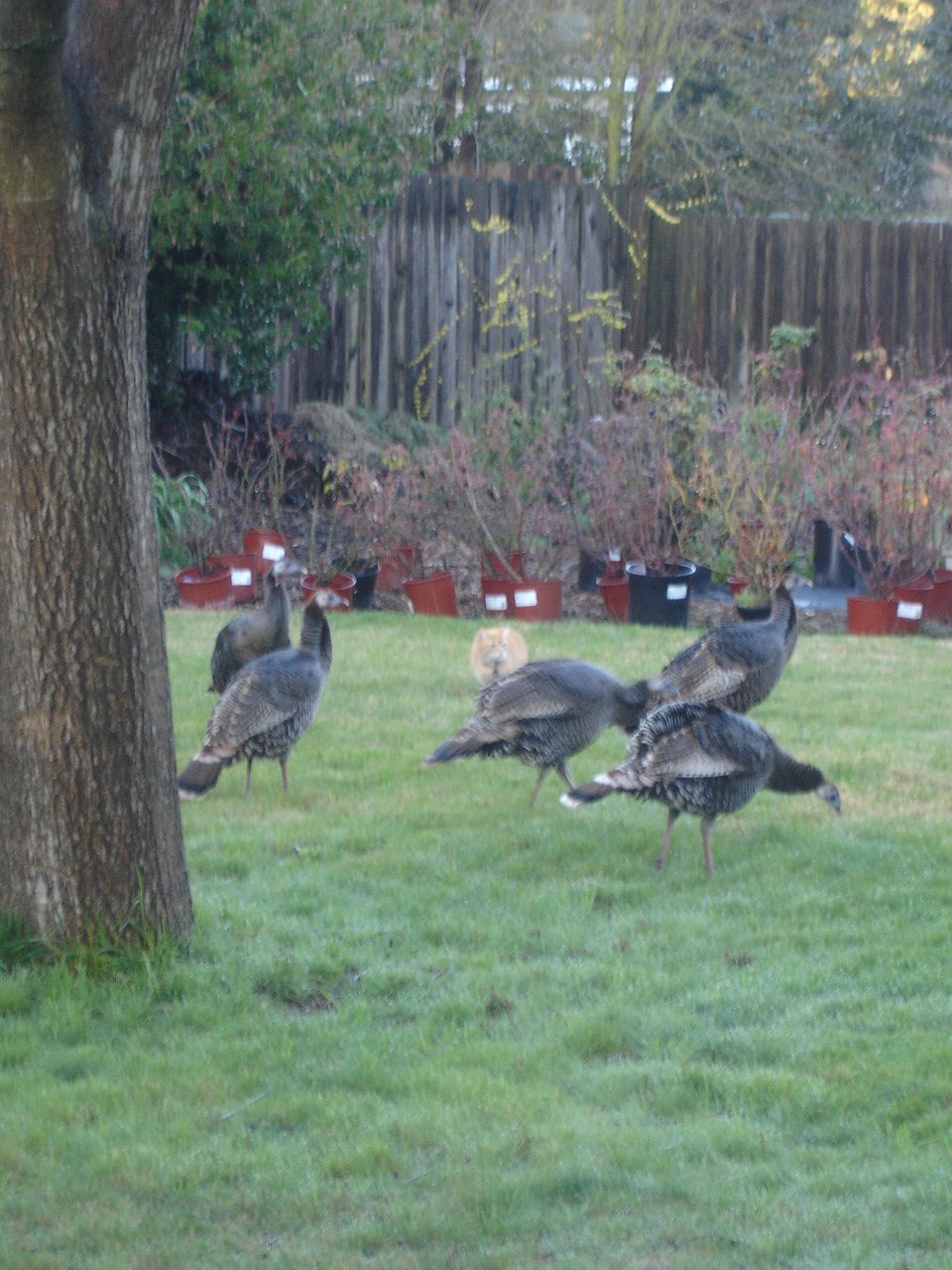 [wild+turkeys+in+back+yard+-+around+6+am+march+21,+2006+011.jpg]