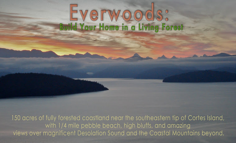 Everwoods: Build your Home in a Living Forest