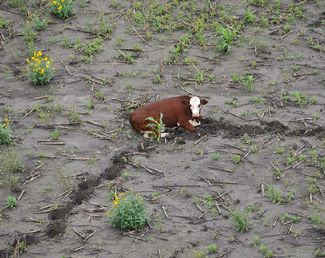 Ett ensamt flockdjur i Queensland