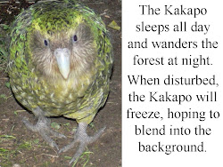 rail island inaccessible birds fly henderson question week 2009 snoring crake january