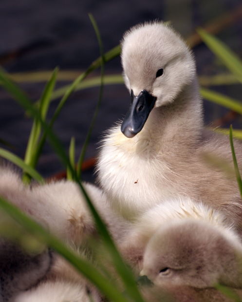 Wild Birds Unlimited: An Ugly Duckling?