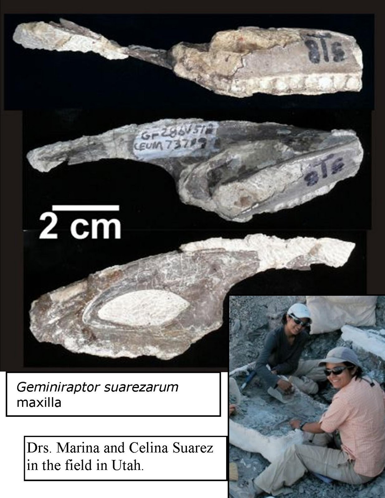 New Bird of Prey Dinosaur Named after Twin Sisters