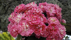 ផ្កឆពណ៌ស៊ីជំពូ