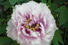 ផ្ការីក