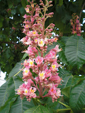 ផ្កា ដើមម៉ារ៉ុង