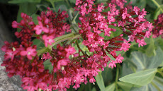 ផ្កាពណ៌ស៊ីជំពូ