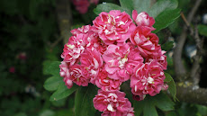 ផ្កាស៊ីជំពូ