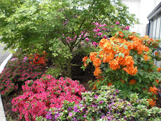 ផ្កាចំរុះពណ៌