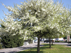 ផ្ការីកស្គុះស្គាយ