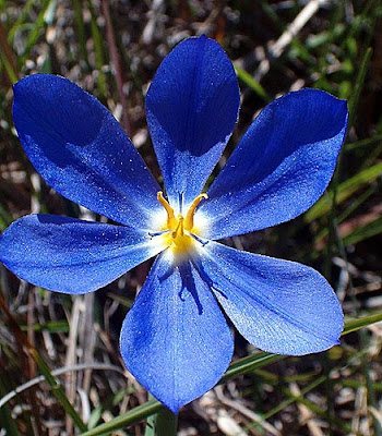 Maria- A minha estrelinha: Uma flor para ti&hellip;