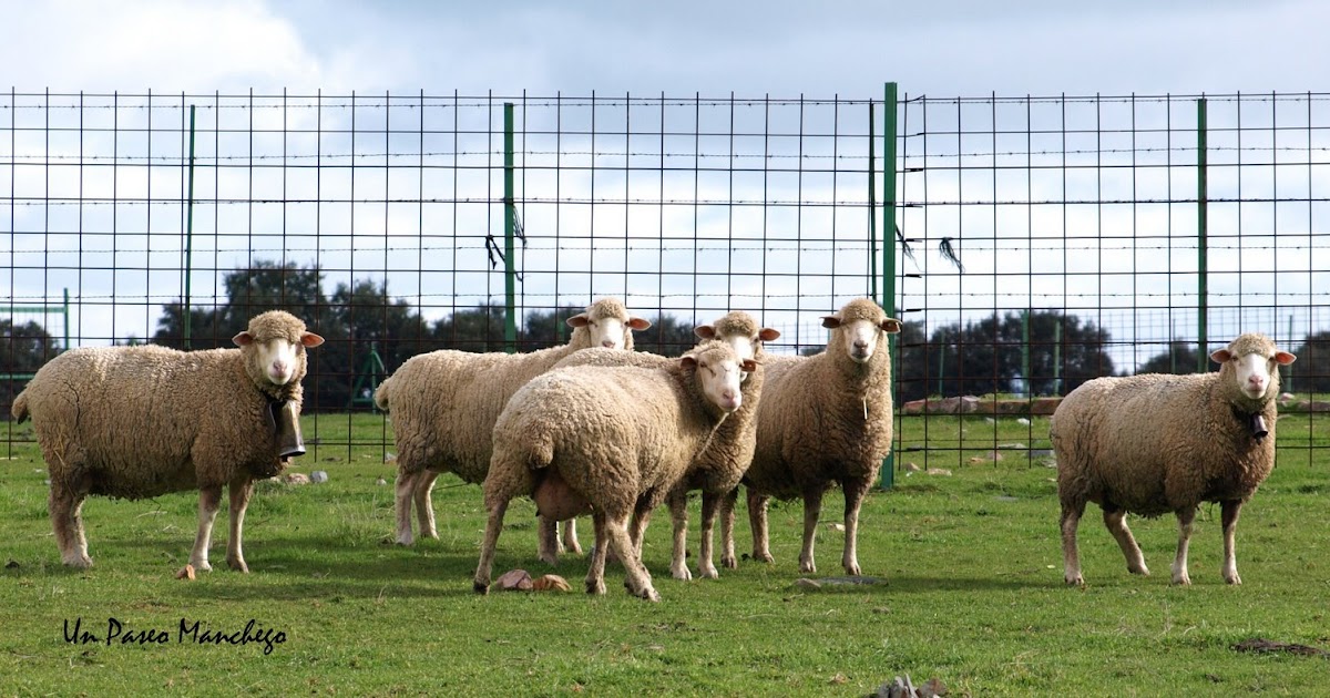 Un Paseo Manchego el Valle de Alcudia
