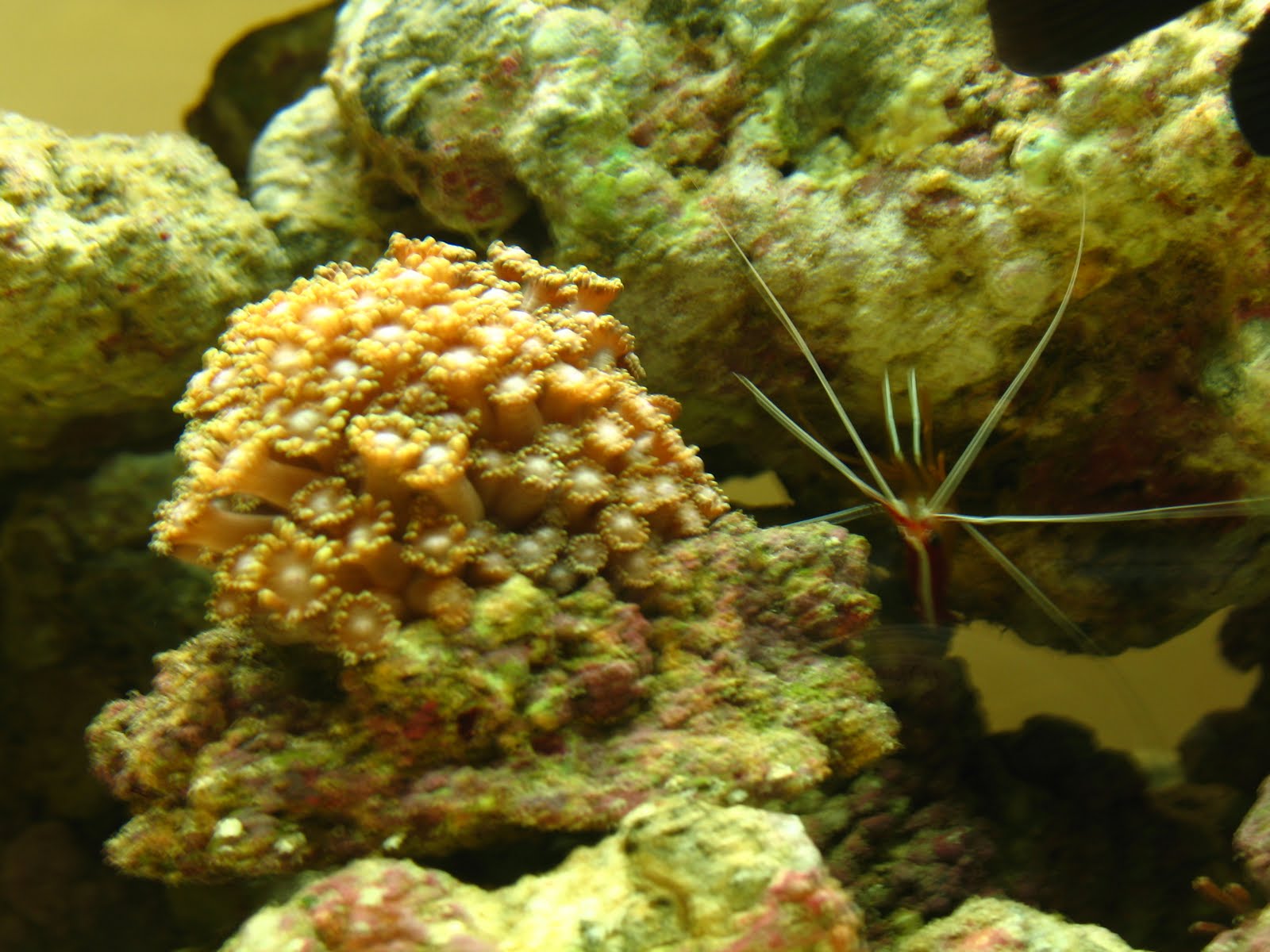 IL MIO ACQUARIO