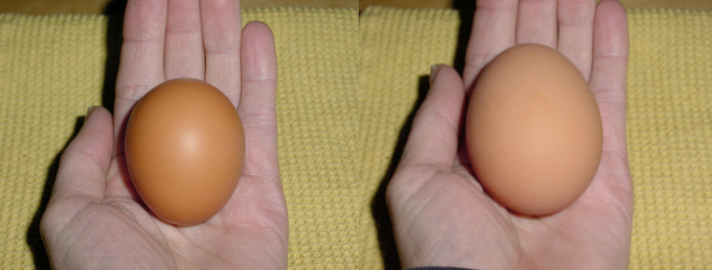 [egg+comparison.jpg]