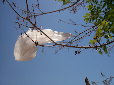 Too many plastic bags...