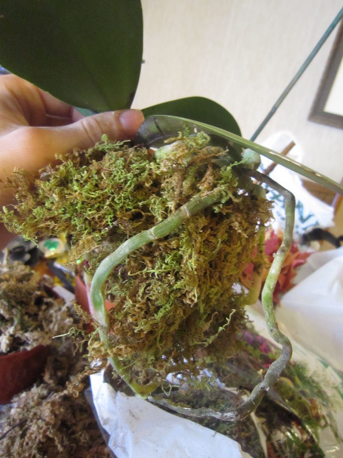 My second orchid. I thought I lost her to root rot. Replanted in sphagnum  moss with about 2 roots left. Look what I found today! : r/orchids