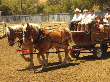 Clydsdale Horses in parade...