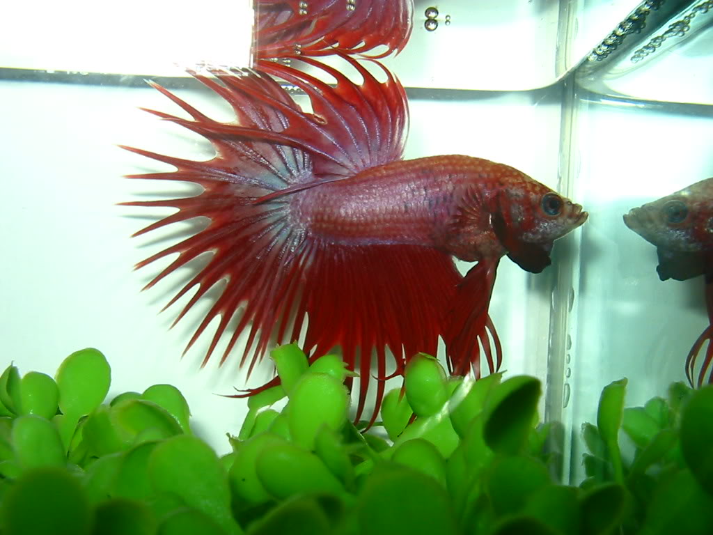 Resepi Cauliflower Atkins