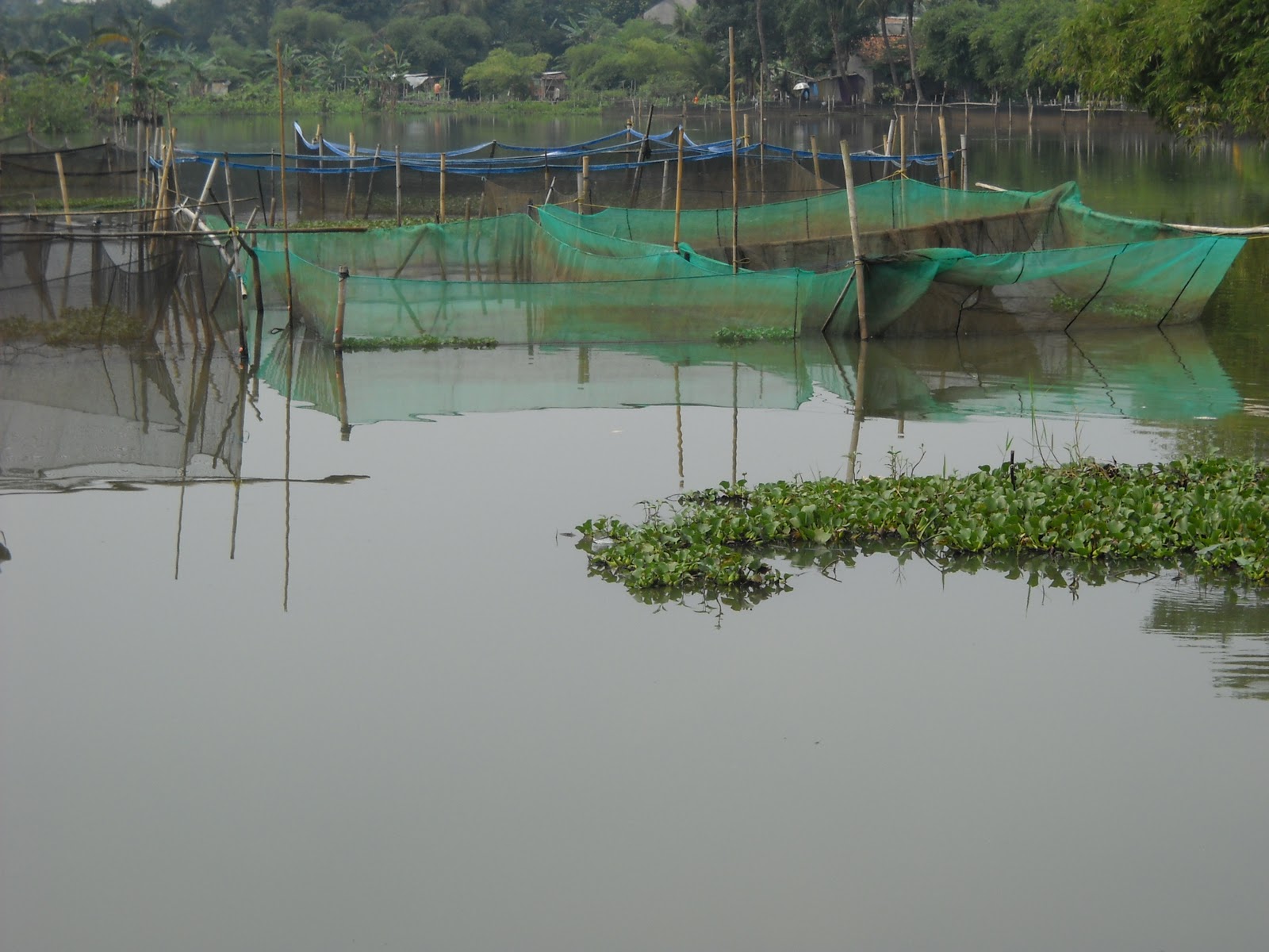 RW04 Jakamulya Bekasi Selatan: Situ di Cikunir , Jakamulya Bekasi Selatan.