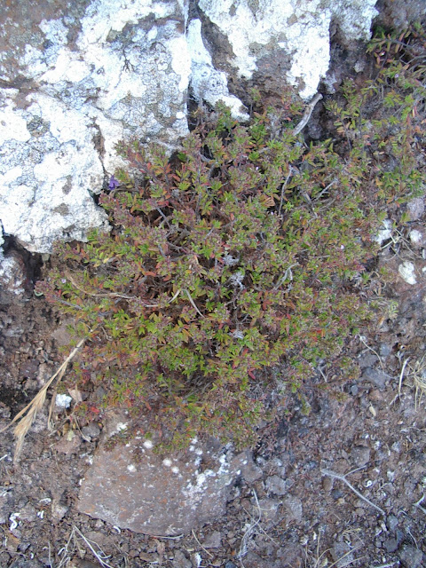 Micromeria mahanensis 02