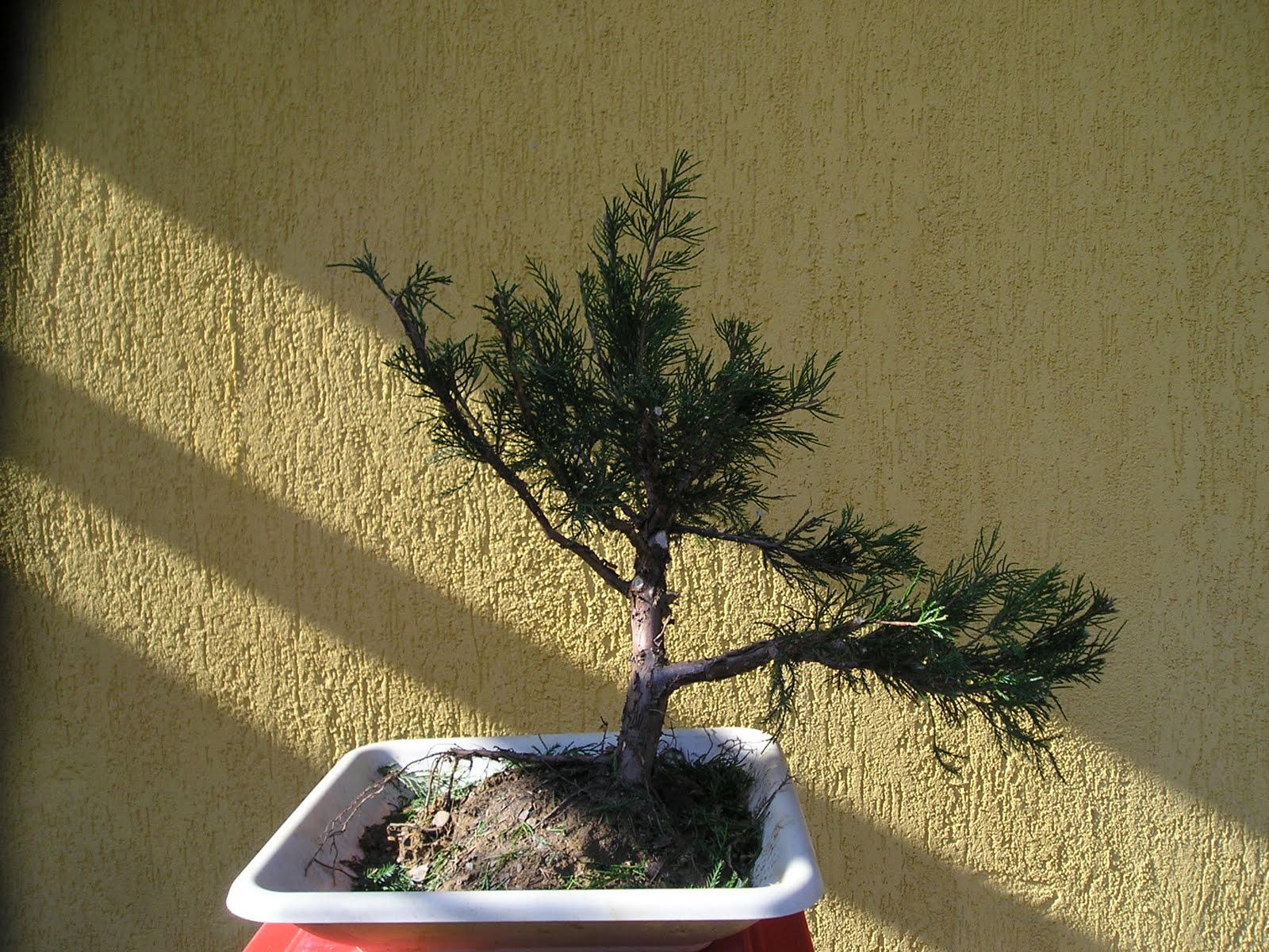 HIRTH BONSAI Juniperus chin Mint Julep 1.